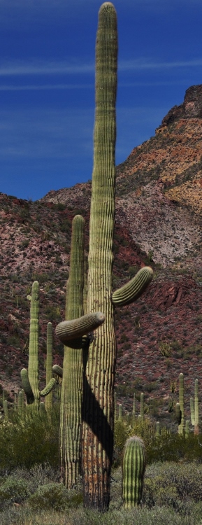 cactus personalities